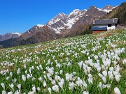 09 Belle distese di Crocus vernus (Zafferano maggiore)